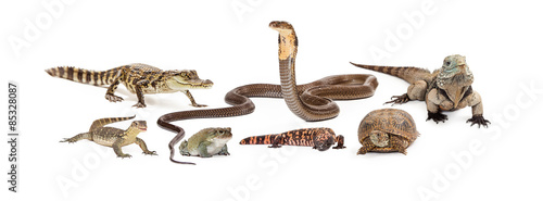 Group of Various Reptiles