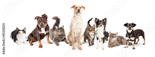 Fototapeta Naklejka Na Ścianę i Meble -  Large Group of Cats and Dogs Together