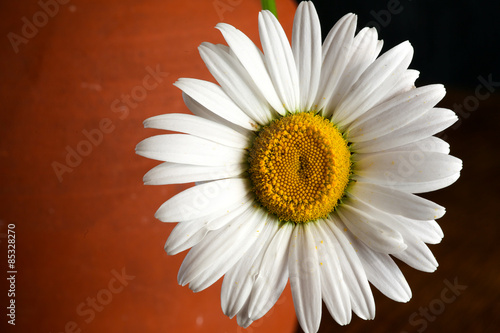 Foto Daisy White Flower Brown Dark Background