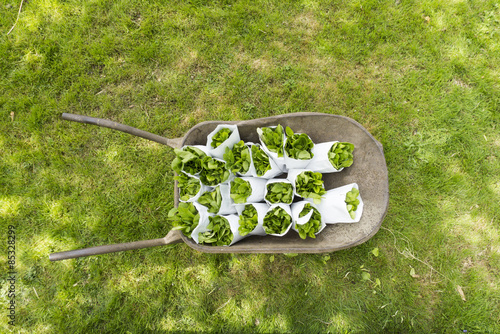 Rapini on table in wheelbarow on grassland photo