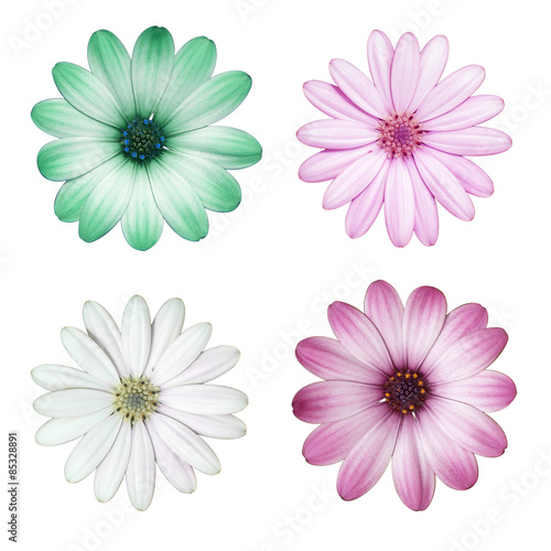 Fototapeta Naklejka Na Ścianę i Meble -  Fiori- Dimorfoteca