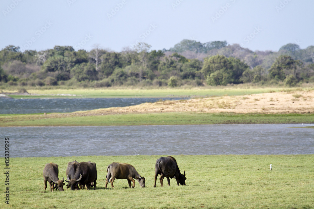 Wild water buffalo in Mynneriya, Sri Lanka