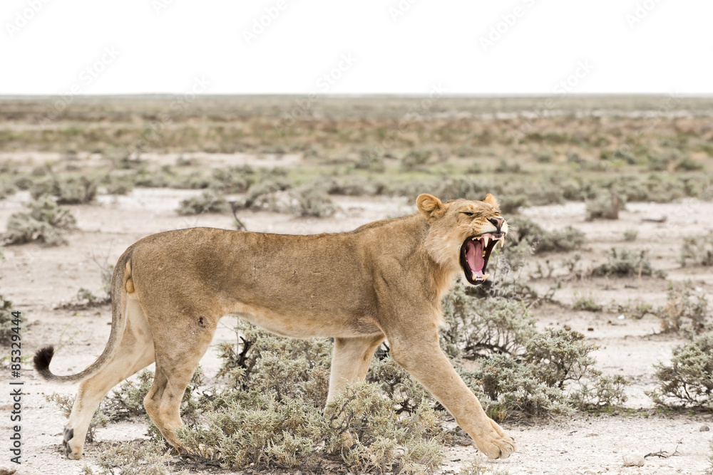 Namibia, Etosha National Park, Hissing young lion Namibia, Etosha National Park, Hissing young lion