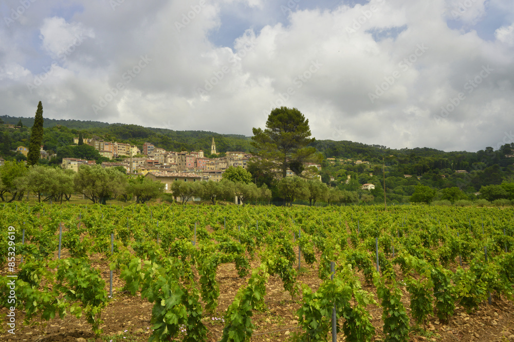 Callas (83830) et ses vignes, dans le département du Var en région Provence-Alpes-Côte-d'Azur, France	