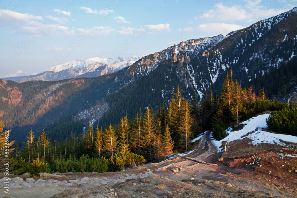 Fototapeta premium Mountain landscape with tree forest