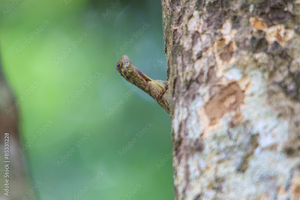 beautiful Common Gliding Lizard or Common Flying Drago beautiful Common Gliding Lizard or Common Flying Drago