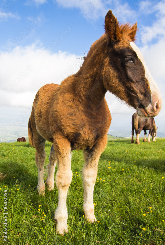 Fototapeta premium Cucciolo di cavallo sull'erba verde