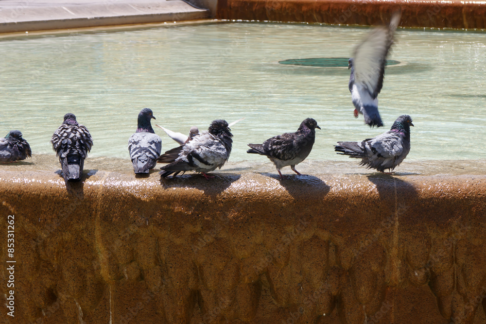 Obraz premium Doves group in fountain