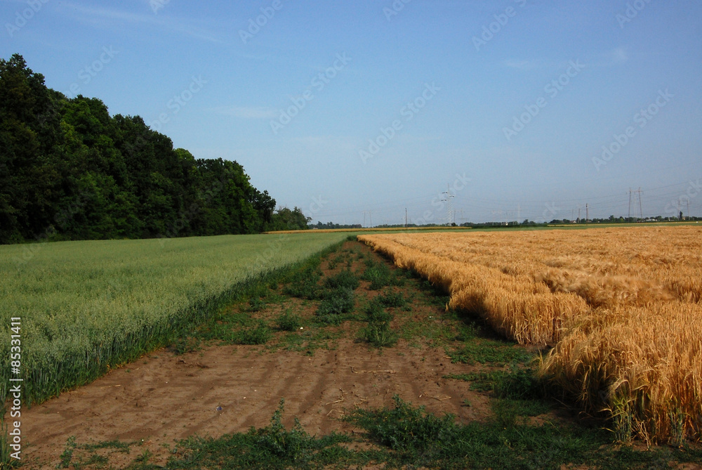 Corrn field