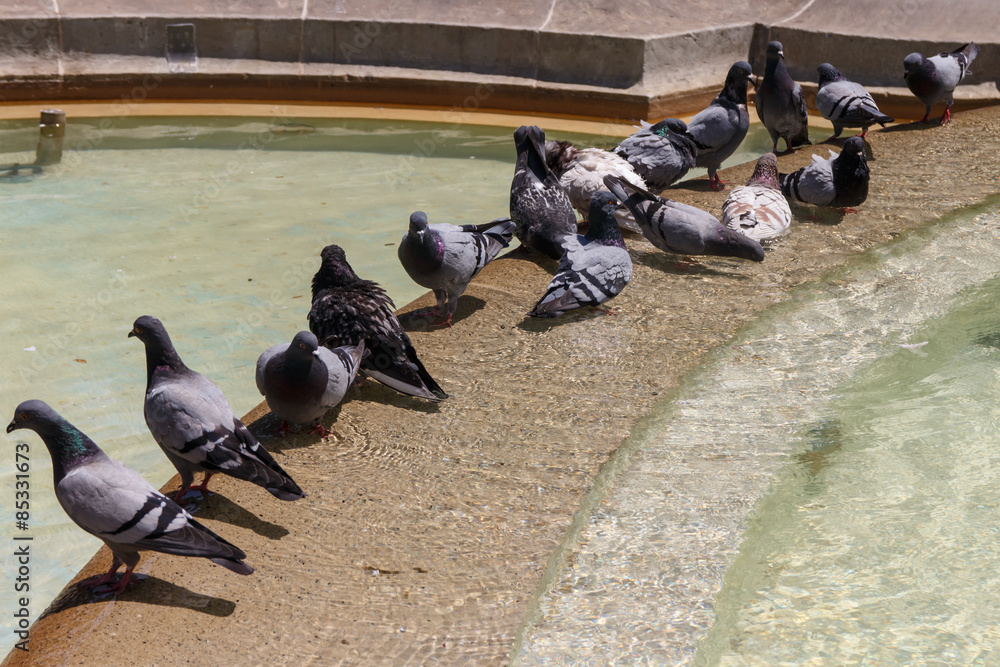 Obraz premium Doves group in fountain