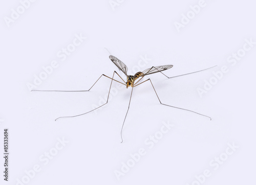 Male mosquito isolated on white