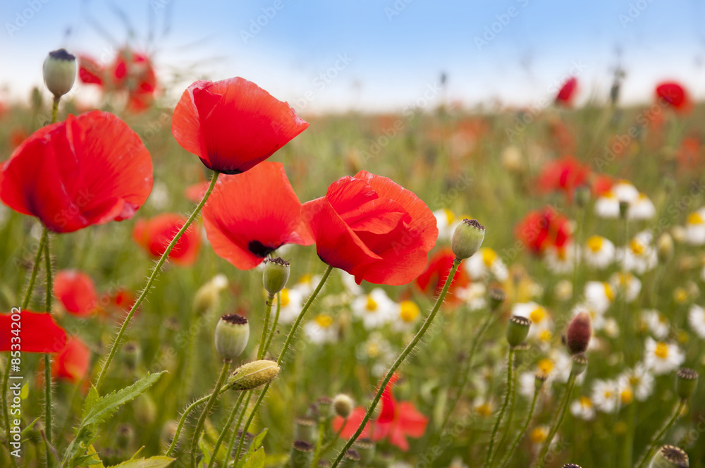 Fototapeta premium poppies and cornflowers isolated on white