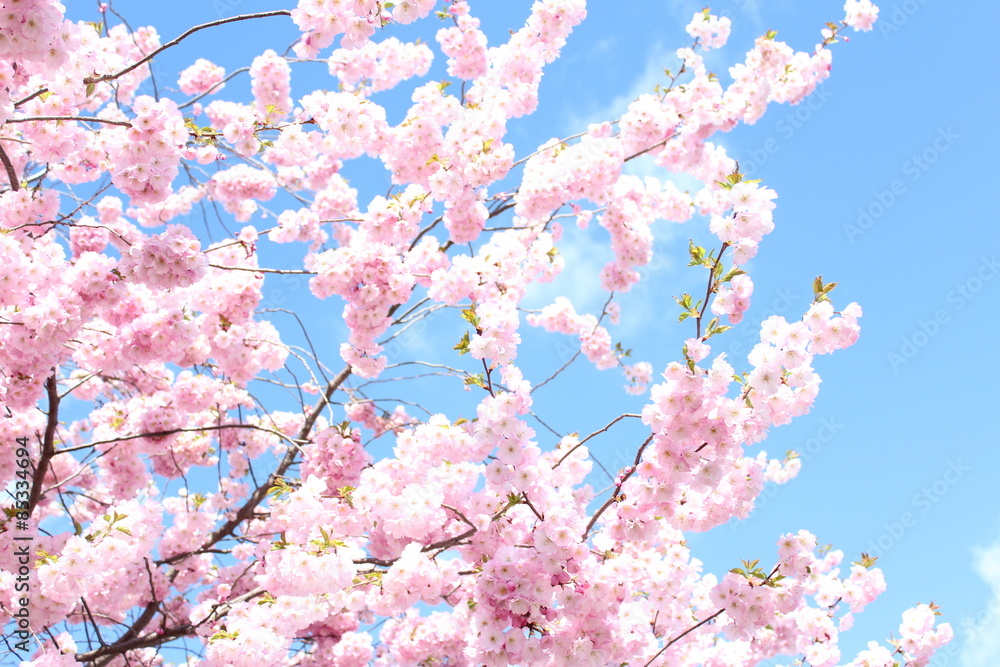 Fototapeta premium cherry blossom / cherry tree
