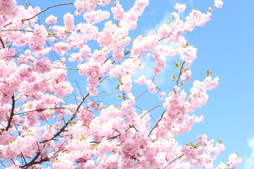 Crédence de cuisine Fleur de cerisier Cerisier japonais branches fleuries douces  © hanohiki