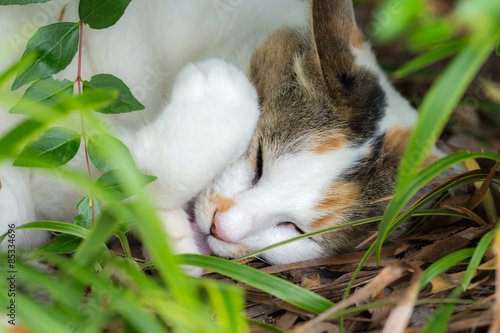 リラックスするのらねこ