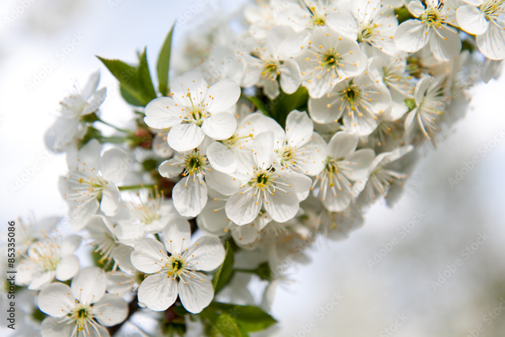 Kwiat wiśni, kwitnąca wiśnia, białe kwiaty Stock Photo | Adobe Stock