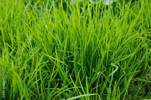 Horizontal background Fresh green grass closeup