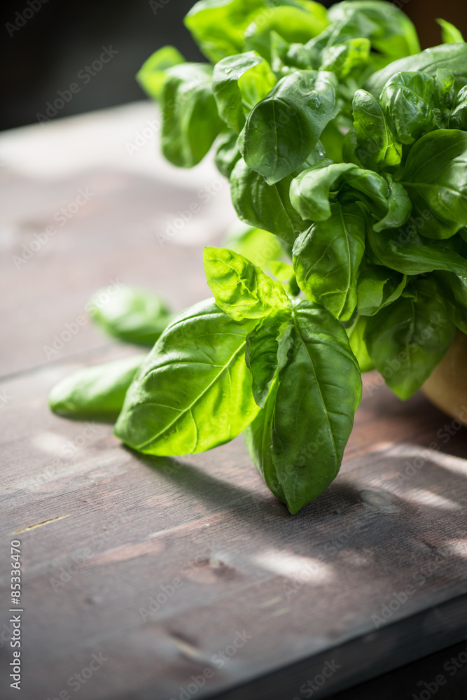 Obraz premium Fresh organic basil