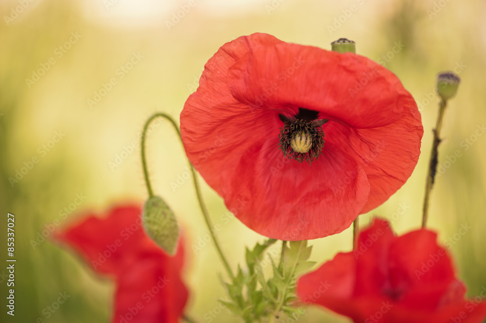 Obraz premium Mohn - immer wieder eine Schönheit