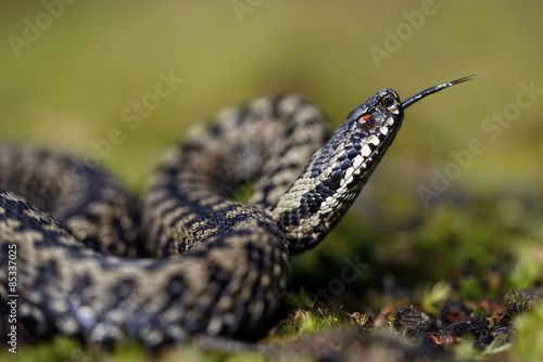 England, European adder, Vipera berus photo