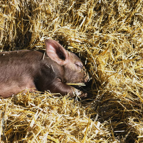 Brown pig sleeping on straw photo