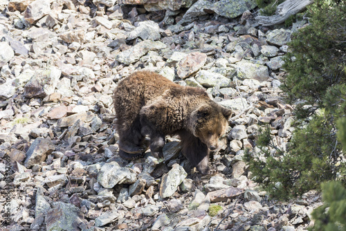 brown bear searching for food photo