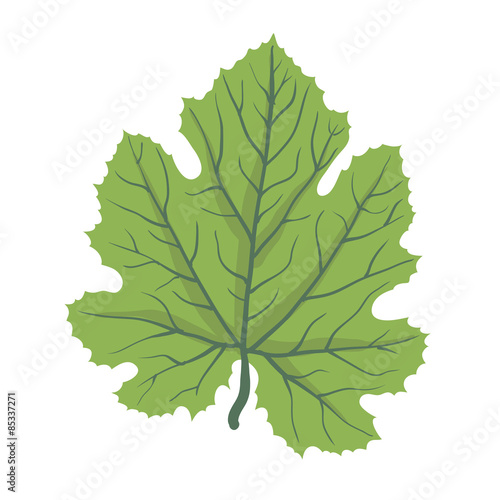 Green leaf of tree, vector illustration
