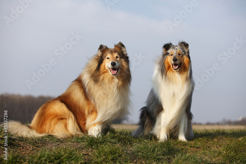 Portrait of two Rough Collies sitting on a meadow photo