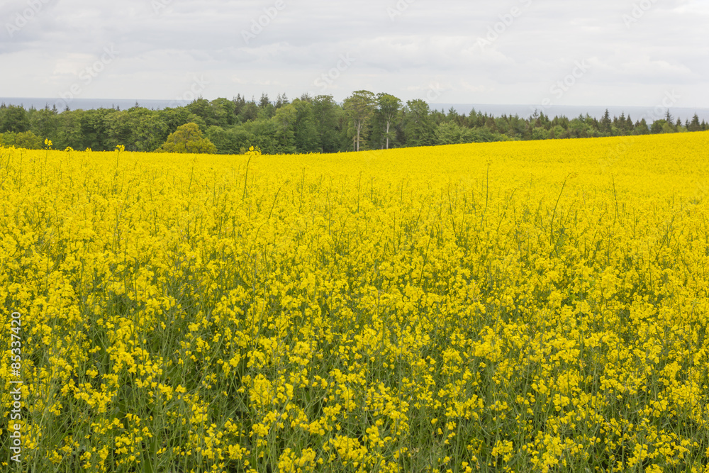 Rapsfeld in voller Blüte mit Wald und Himmelhintergrund