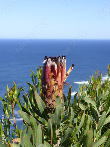 Protea