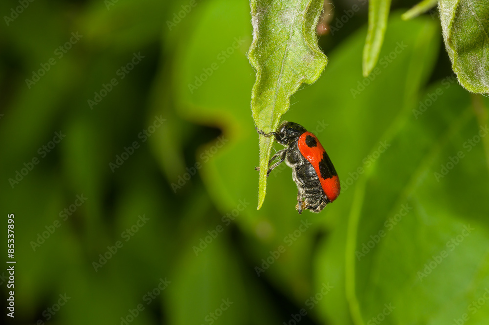 Gonioctena decemnotata beetle having rest hanging on a green leaf Gonioctena decemnotata beetle having rest hanging on a green leaf