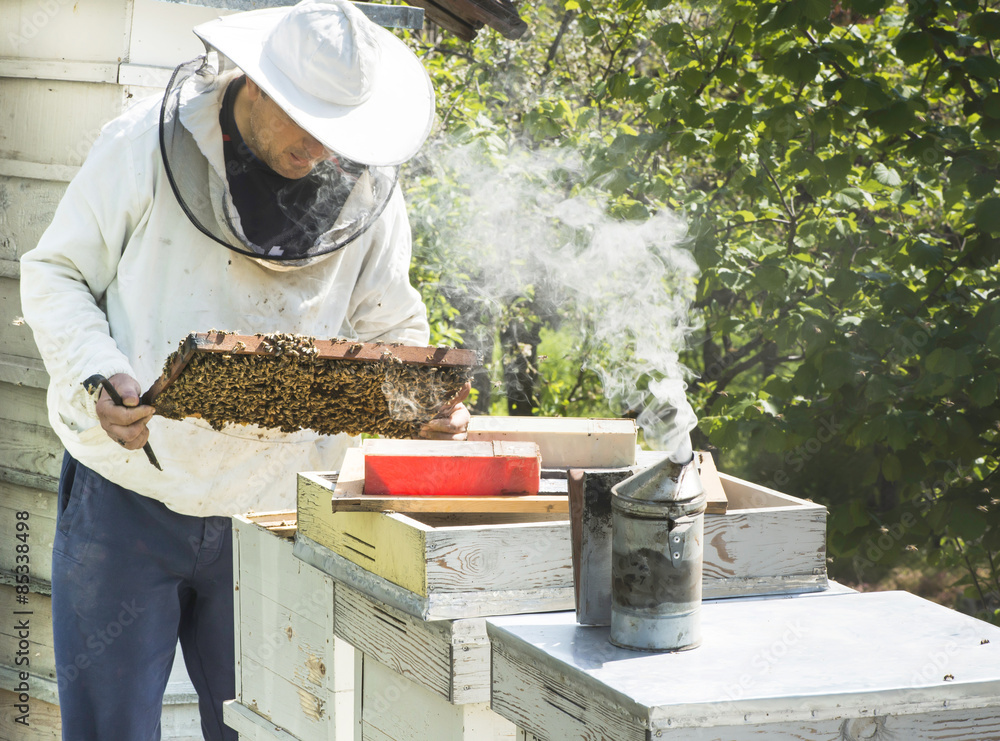 Bulgaria, Pleven, beekeeper with honeycombs and smoker