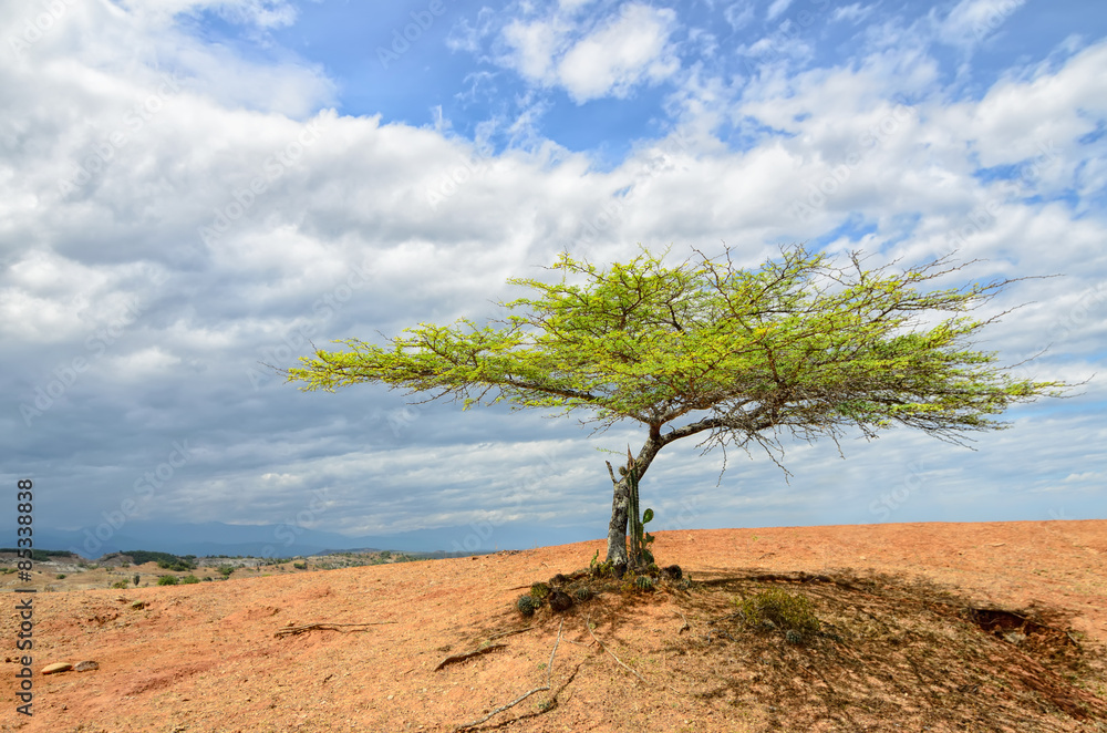 Single green tree in desert under bright cloudy sky