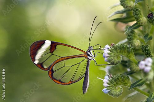 Glass winged butterfly in butterfly house