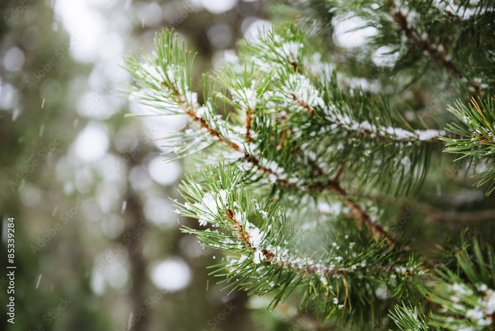 Close-up of pine needles while snowing Close-up of pine needles while snowing