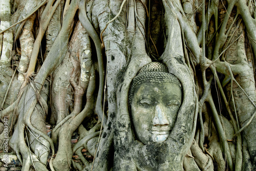 Ayutthaya Buddha Head photo