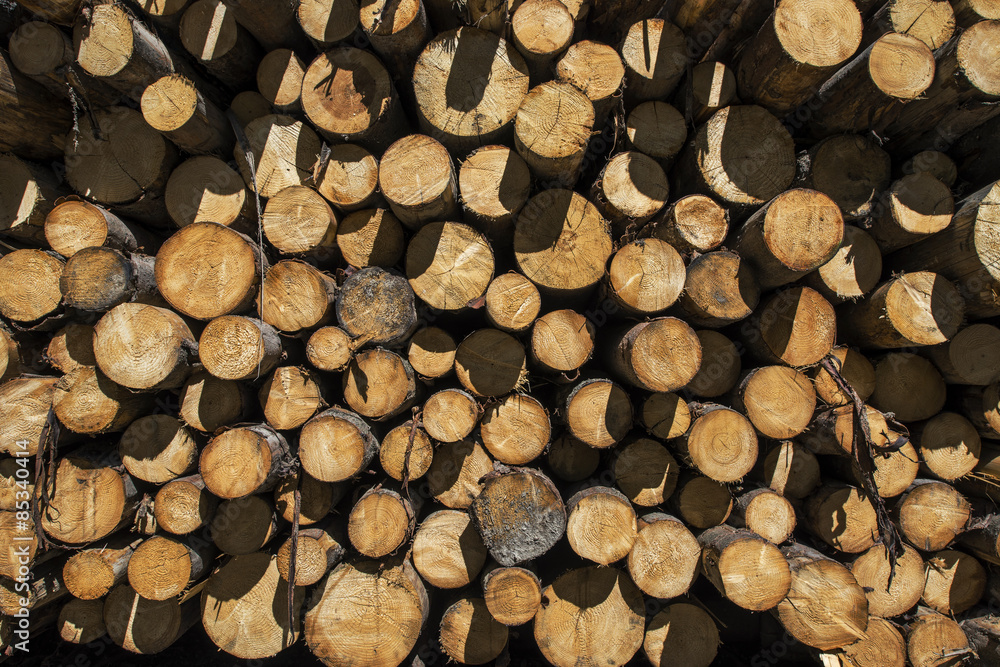 Wood logs in sun Wood logs in sun