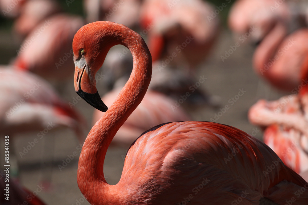 Obraz premium Caribbean flamingo (Phoenicopterus ruber)