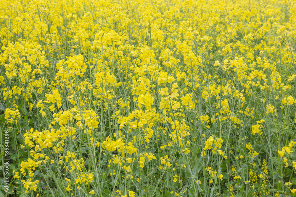 Rapsfeld in voller Blüte Rapsfeld in voller Blüte