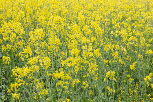Rapsfeld in voller Blüte © fotoman1962