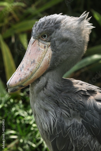 Shoebill (Balaeniceps rex) photo