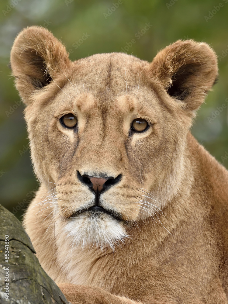 Lion (Panthera leo) Lion (Panthera leo)