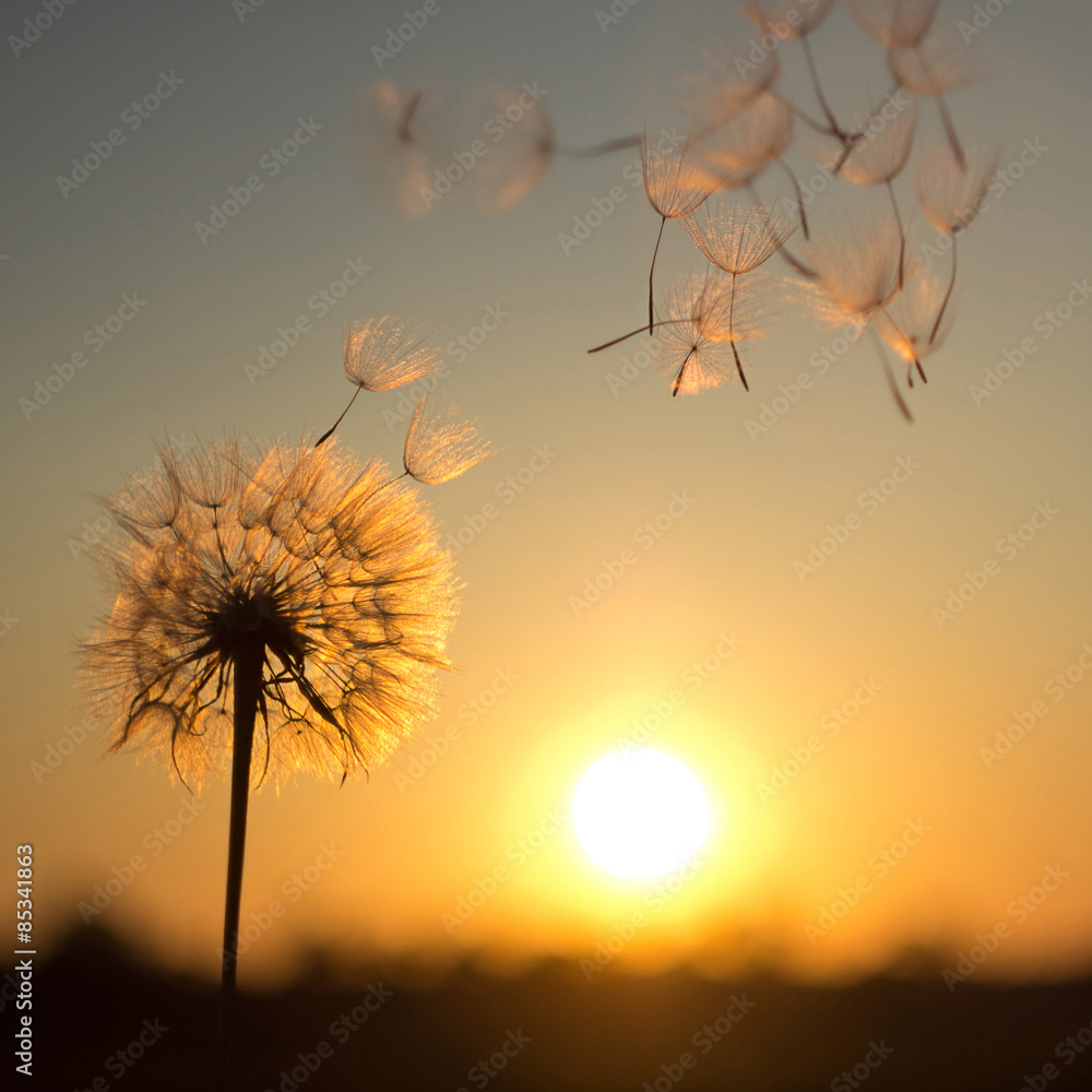 Dandelion against the backdrop of the setting sun. Sunset in summer.