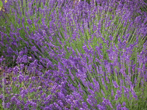 Lavendel