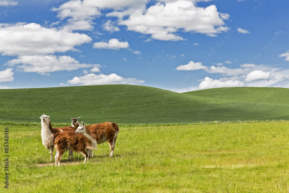 USA, Idaho, Palouse, three llamas standing in front of grain fields USA, Idaho, Palouse, three llamas standing in front of grain fields