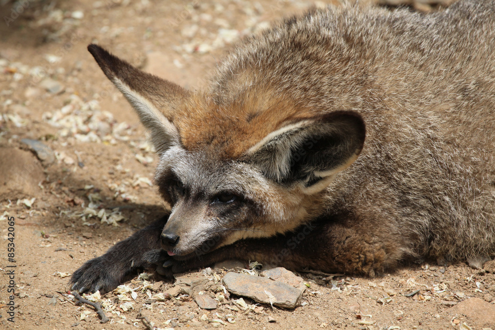Fototapeta premium Bat-eared fox (Otocyon megalotis).