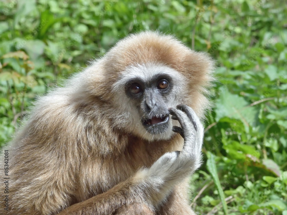 Obraz premium Lar Gibbon (Hylobates lar)