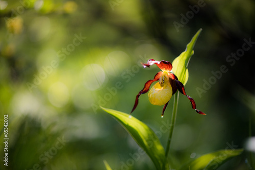 Fototapeta Naklejka Na Ścianę i Meble -  Scarpetta di Venere