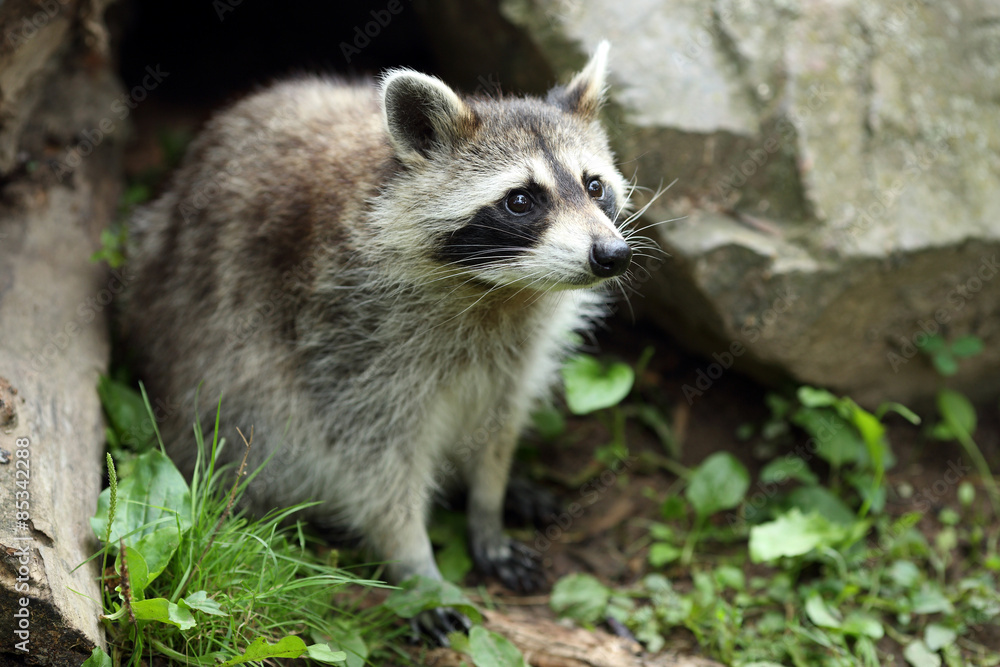 Fototapeta premium Raccoon