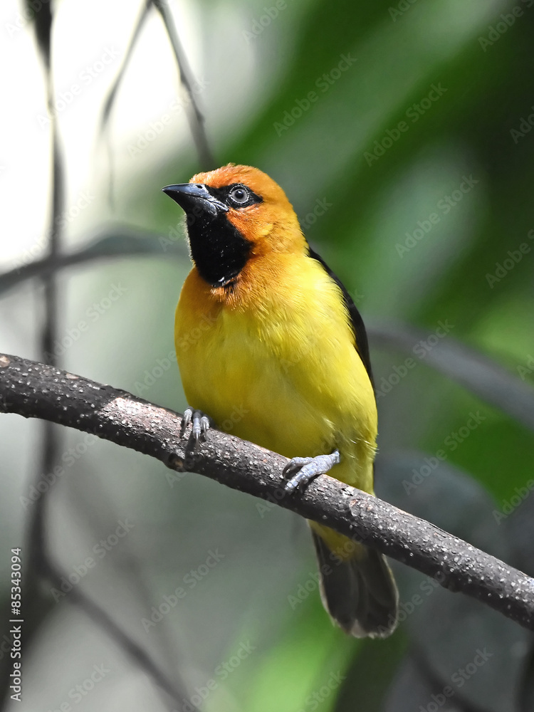 Fototapeta premium Black-necked weaver (Ploceus nigricollis)
